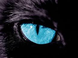 Pin By Brianna Rood On Aminals Eyes Wallpaper Panthers Panther Nation