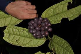 Image result for Monimiaceae