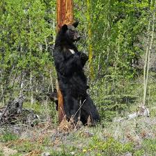 This is bear scratching back by frugal woods on vimeo, the home for high quality videos and the people who love them. Momma Bear Scratching Her Back In The Yukon Picture Of Elements Of Alaska Private Tours In Skagway Tripadvisor