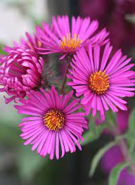 Aster Novae Angliae Aster Flower Autumn Flowering Plants Annual Plants