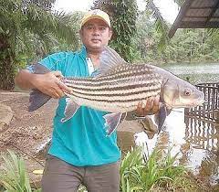 Ikan koi adalah jenis ikan hias ini termasuk dalam ikan mas ( cyprinus carpio ) yang memiliki corak yang sangat indah pada tubuhnya. Kenali Ikan Temoleh Ikan Kelab Kaki Pancing 1malaysia Facebook