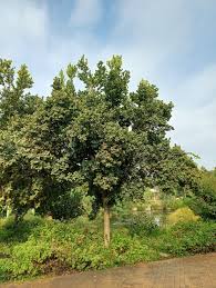Image result for Syzygium cordatum