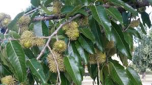 A study from the 1960s by sullivan & young compared the nutritional quality of sawtooth oak acorns to 8 common native oak species and found sawtooth lagged behind the natives by a significant margin in all. Sawtooth Oak Tree Tlc Garden Centers
