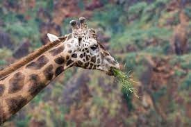 I've never wondered how a giraffe eats grass before, but this is majestic! Giraffe Eating Grass By Marilar Irastorza