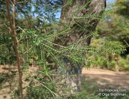 Image result for Melaleuca sp. A (Biegel 5741)