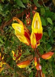 Choose from a wide range of properties which booking.com offers. Hanging Flowers Of Cactus Valley Cameron Highlands Stock Photo Picture And Royalty Free Image Image 2211508
