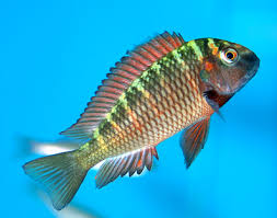 17.4. Lake Malawi Cichlids