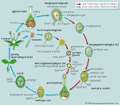 Sporophyte Diploid Generation Of A Plant Or Alga That Has A Double Set Of Chromosomes All Land Plants And Some Biology Plants Plant Science Plant Life Cycle
