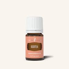 Image result for Ocotea