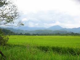 Kali ini pokmung cuba memburu ikan haruan di sawah padi, first time pokmung casting di sawah padi tapi dah ditimpa nasib. Sawah Padi In English