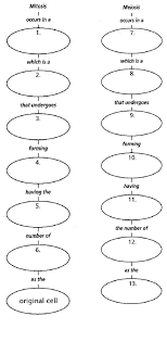 Characteristic mitosis meiosis both 1. Mitosis Vs Meiosis Worksheet Doc Document