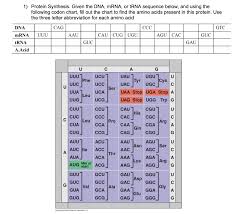 Solved 1 Protein Synthesis Given The Dna Mrna Or Trna