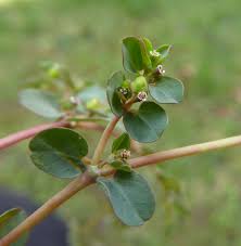 Image result for Euphorbia serpens