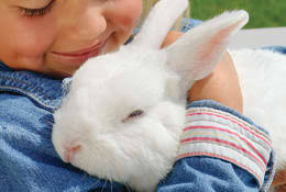Our furry friends are true family members. Rabbit Facts Fun Facts About Bunnies Rabbits Petco