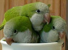 Pin By Melissaperez On Pet Birds In 2020 Best Pet Birds Parrot Parrot Bird