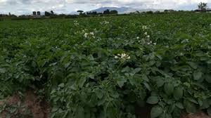 La pomme de terre gourmandine est une variété précoce à mi précoce à chair jaune ferme, de forme ovale et allongée à bon rendement. China Une Variete Chinoise De Pomme De Terre Gagne En Popularite Au Kazakhstan Argenpapa