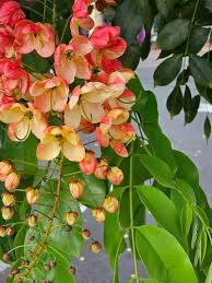 Image result for Cassia javanica