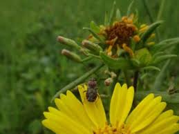 Image result for Guizotia scabra