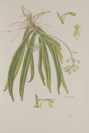 Image result for Angraecopsis gracillima