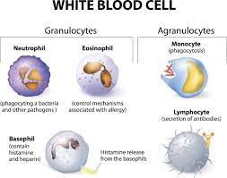 Most animal cells are specialised. Cell Specialization Explained With Examples Biology Wise