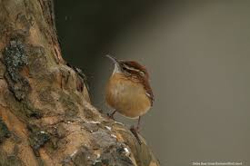More images for carolina wren images » Perky Carolina Wren Is Busy Nesting Menunkatuck Audubon Society