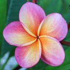 Growing In The Shade Of The Hala Tree Kimo Plumeria Plumeria Frangipani Tree