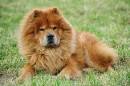 Chow Chow - The Complete Guide to an Increasingly Popular Pup