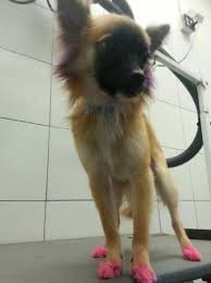 Dog Dynasty Pet Grooming Salon Okc Pets Pet Grooming Salon Pet Grooming