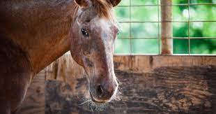 How Long Do Horses Live Average Lifespan Facts Longevity Help