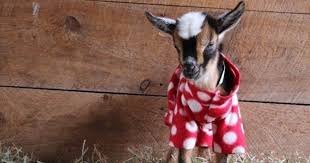 The Greatest Baby Goat Pajama Party Ever Baby Goats Goats Pajama Party