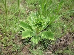 Image result for Aspidoglossum hirundo