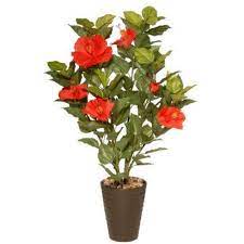 Pin On Plantjes