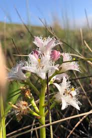 Image result for Neobolusia ciliata