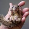 The reason is, these creatures carry ticks and fleas along there are various types of squirrels, but the most common kind is the tree squirrels. Https Encrypted Tbn0 Gstatic Com Images Q Tbn And9gcshvcrvrml24h6fs6palicxhibnteuye8i5wl5suef5pvyaxmcz Usqp Cau