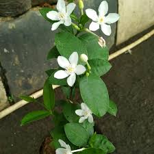 Melati adalah tanaman bunga hias yang berupa perdu memiliki batang tegak serta hidup menahun. Jual Tanaman Hias Bunga Melati Jasmine Di Lapak Wahid Jaya Lancar Bukalapak