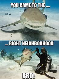 Attack Of The Funny Animal Pictures 53 Pics Funny Animal Jokes Sharks Funny Funny Pictures
