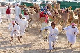 Racing on a six kilometer track, these camels can really move. Qatar Al Shahaniya Camel Race At The Start 2 Kai Henrik Barth Photography
