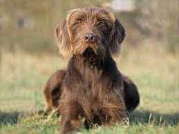 Pudelpointers are originally from germany, and are a cross between a german hunting poodle (spelled, pudel, in german) and an english pointer. Pudelpointer Price Temperament Life Span