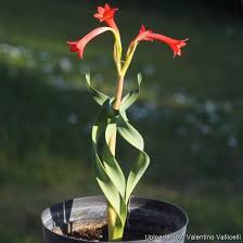 Image result for Cyrtanthus galpinii