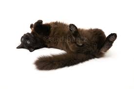 They have a round face, square. Chantilly Tiffany Cat Puppy Dog Gallery