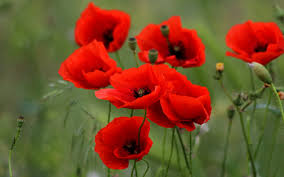 When the snow melts and the ground is warmed by a spring sun, the seeds germinate and start to grow. Learn How To Grow Poppies From Seed Nutroo