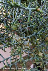 Image result for Cupressus arizonica