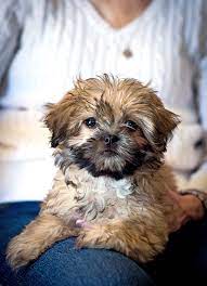 Malshi Dog Breed Information And Characteristics Daily Paws