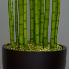 Image result for Sansevieria cylindrica