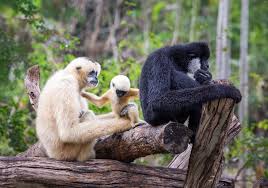 Image result for Hylebates cordatus