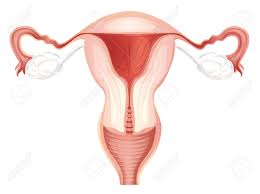 The female sex organs consist of internal and external genitalia and they comprise the female reproductive system. Diagram Of Internal Female Reproductive System Royalty Free Cliparts Vectors And Stock Illustration Image 16357041