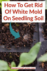 And, you can get a head start on the season by putting your seedlings in the ground once the weather warms. How To Get Rid Of White Mold On Seed Starting Soil Homestead Acres