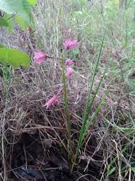 Image result for Orthochilus ruwenzoriensis