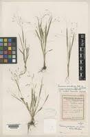 Image result for Panicum phragmitoides