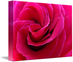 Maybe you would like to learn more about one of these? Rose Spiral Macro Art Print Pink Rose Flower By Baslee Troutman Fine Art Prints